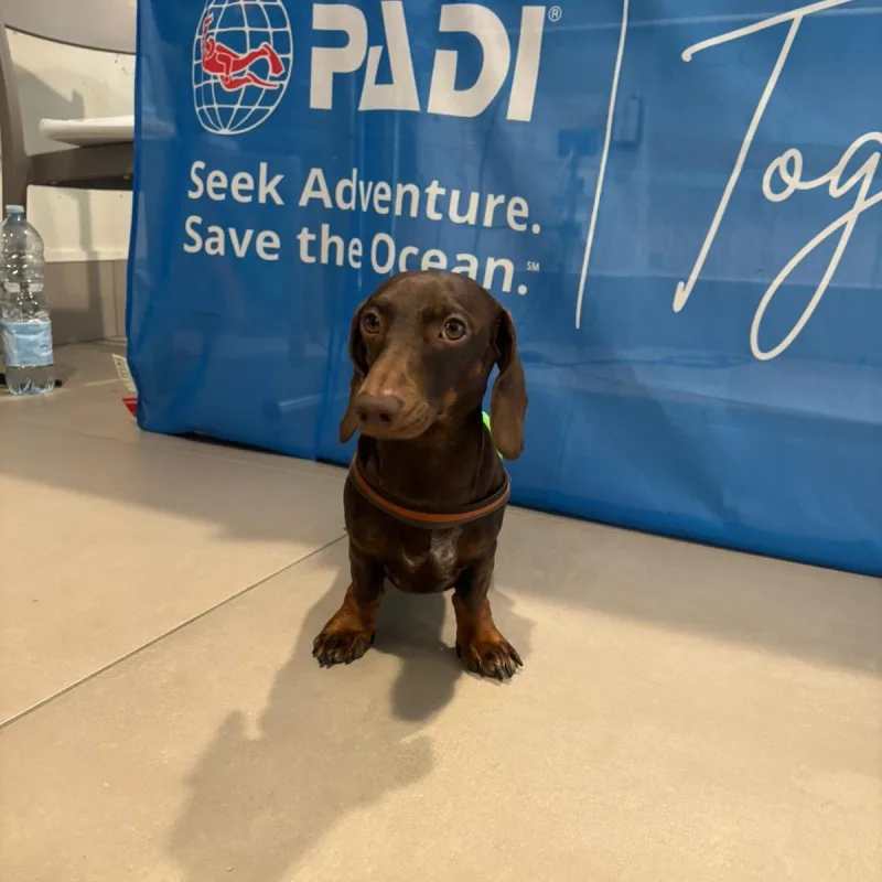 Bruno — Mascotte